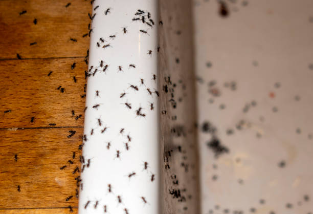 Best Bed Bug Extermination  in Landover Hills, MD
