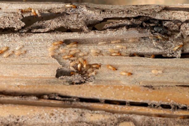 Best Emergency Pest Control  in Landover Hills, MD