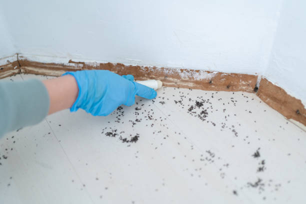 Best Emergency Pest Control  in Landover Hills, MD
